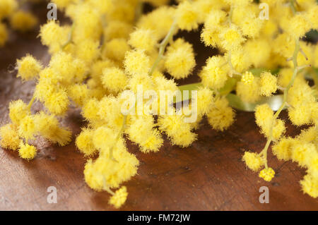 Mimosa Blumen Makro (Acacia Dealbata) auf einem Holz-Brett Stockfoto
