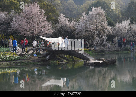 Hangzhou, China Zhejiang Provinz. 11. März 2016. Ein frisch vermählte Paar posieren für Hochzeitsfotos vor Kirschblüten im Taiziwan Park in Hangzhou, Hauptstadt der ostchinesischen Provinz Zhejiang, 11. März 2016. Die Kirschbäume der späten Arten gepflanzt im Park standen in voller Blüte und lockte viele Besucher in den letzten Tagen. © Huang Zongzhi/Xinhua/Alamy Live-Nachrichten Stockfoto