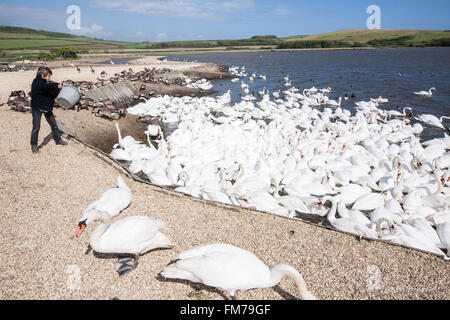 Abbotsbury Swannery, Dorset, England, Europa. Stockfoto