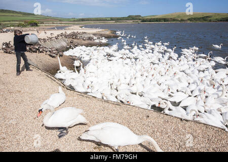 Abbotsbury Swannery, Dorset, England, Europa. Stockfoto