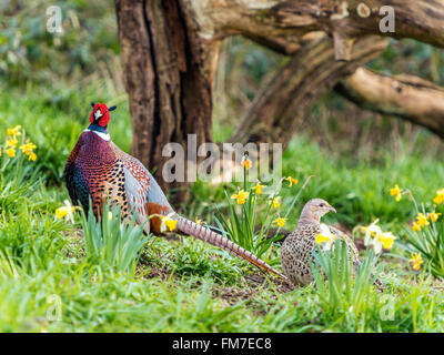 Schöne männliche Ring – Necked Fasan (Phasianus Colchicus) & Weibchen auf Nahrungssuche unter Narzisse n Wald Naturwald Einstellung. Stockfoto