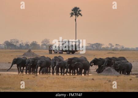 Zimbabwe Matabeleland Nord Provinz, Hwange National Park, Touristen in einem 4-wheel-drive beobachten eine Herde von afrikanischen Elefanten (Loxodonta africana) um einen Teich in der Savanne in der Dämmerung Stockfoto