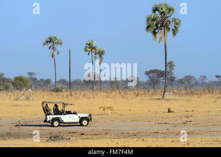 Simbabwe, Matabeleland North Province, Hwange National Park, Touristen in einem vier-Rad-Antrieb beobachten eine Gruppe von Löwen (Panthera Leo) Stockfoto