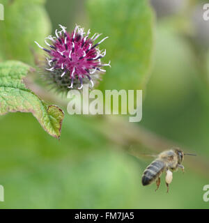 Geringerem Klette (Arctium minus) mit Honigbiene (Apis Mellifera). Eine ungewöhnliche Blume in der Familie Asteraceae, mit Biene im Flug Stockfoto