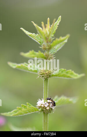Gypsywort (Lycopus Europaeus) und dicken Beinen Hoverfly (Syritta Pipiens). Eine Pflanze mit weißen Blüten bestäubt werden Stockfoto