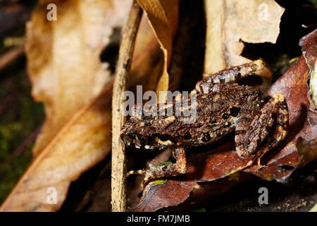 Kunming, China. 11. März 2016.  Datei Foto bereitgestellt von Kadoorie Erhaltung China zeigt eine neue Amphibienarten, Leptolalax Tengchongensis, gefunden im Abschnitt Tengchong Gaoligong Berg National Nature Reserve, Süden der chinesischen Provinz Yunnan. Die neue Frosch ist benannt nach der Grafschaft Tengchong. Bisher hat es nur in immergrünen Laub-Wäldern in Höhenlagen zwischen 2.000-2.100 Metern gefunden. Es kann von seinen Artgenossen durch eine Kombination aus mehreren Zeichen, einschließlich seiner relativ kleinen Größe zwischen 2 und 3 Zentimeter, Galuchat Rückenhaut Sca unterscheiden Stockfoto