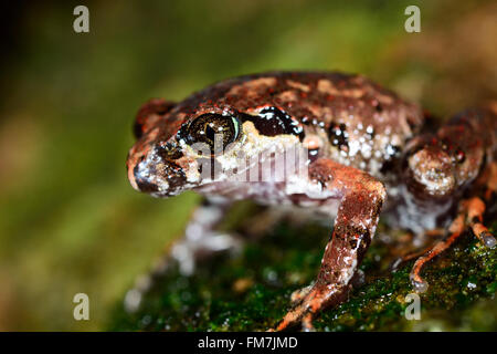 Kunming, China. 11. März 2016.  Datei Foto bereitgestellt von Kadoorie Erhaltung China zeigt eine neue Amphibienarten, Leptolalax Tengchongensis, gefunden im Abschnitt Tengchong Gaoligong Berg National Nature Reserve, Süden der chinesischen Provinz Yunnan. Die neue Frosch ist benannt nach der Grafschaft Tengchong. Bisher hat es nur in immergrünen Laub-Wäldern in Höhenlagen zwischen 2.000-2.100 Metern gefunden. Es kann von seinen Artgenossen durch eine Kombination aus mehreren Zeichen, einschließlich seiner relativ kleinen Größe zwischen 2 und 3 Zentimeter, Galuchat Rückenhaut Sca unterscheiden Stockfoto