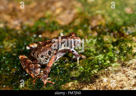 Kunming, China. 11. März 2016.  Datei Foto bereitgestellt von Kadoorie Erhaltung China zeigt eine neue Amphibienarten, Leptolalax Tengchongensis, gefunden im Abschnitt Tengchong Gaoligong Berg National Nature Reserve, Süden der chinesischen Provinz Yunnan. Die neue Frosch ist benannt nach der Grafschaft Tengchong. Bisher hat es nur in immergrünen Laub-Wäldern in Höhenlagen zwischen 2.000-2.100 Metern gefunden. Es kann von seinen Artgenossen durch eine Kombination aus mehreren Zeichen, einschließlich seiner relativ kleinen Größe zwischen 2 und 3 Zentimeter, Galuchat Rückenhaut Sca unterscheiden Stockfoto