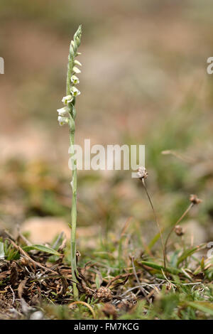 Herbst der Dame-locken (Spiranthes Spiralis). Zarte weiße Blüten in eine kleine Orchidee (Familie Orchidaceae). Stockfoto