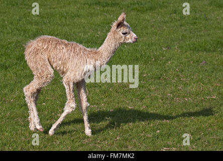 Baby-Alpaka oder Cria (Vicugna Pacos) Stockfoto