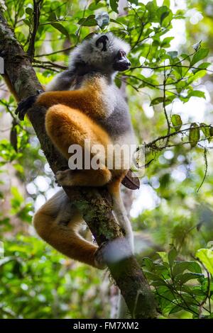 Madagaskar, Osten, Andasibe-Mantadia Nationalpark, diadem Sifaka (Propithecus Diadema) Stockfoto