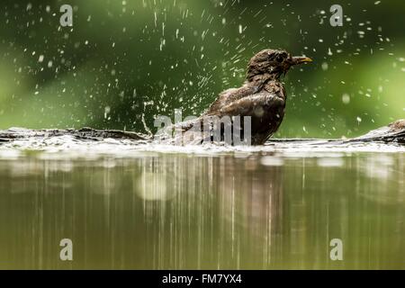 Ungarn, Csongrad, Kiskunsagi Nationalpark, Pusztaszer, eurasische Amsel (Turdus Merula), Baden Stockfoto