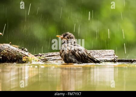 Ungarn, Csongrad, Kiskunsagi Nationalpark, Pusztaszer, eurasische Amsel (Turdus Merula), Baden Stockfoto