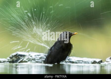 Ungarn, Csongrad, Kiskunsagi Nationalpark, Pusztaszer, eurasische Amsel (Turdus Merula), Baden Stockfoto