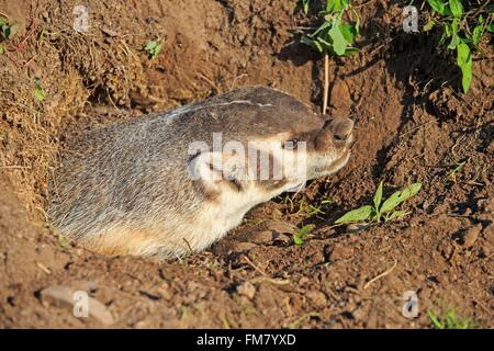 USA, Minnesota, amerikanischer Dachs (Taxidea Taxus) Stockfoto