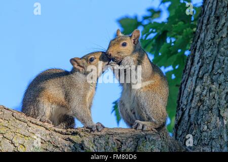 USA, Minnesota, östliche graue Eichhörnchen oder graue Eichhörnchen (Sciurus Carolinensis), zwei Erwachsene auf einem Baum, Pflege Stockfoto