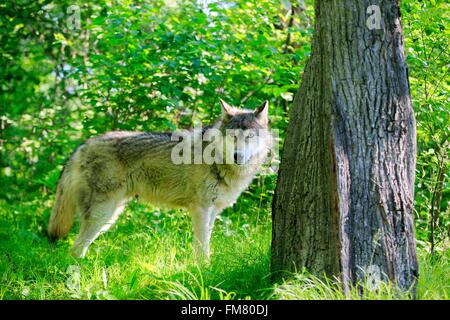 USA, Minnesota, Wolf oder grauer Wolf oder graue Wolf (Canis Lupus) Stockfoto