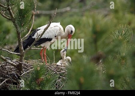 Marquenterre Park, Weißstorch (Ciconia Ciconia), jungen im Nest füttert, Baie de Somme, Somme, Frankreich Stockfoto