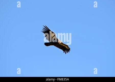 Frankreich, Lozere, Cevennen, Gänsegeier (abgeschottet Fulvus) Stockfoto