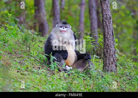 China, Yunnan Provinz Yunnan stupsnasige Monkey (Rhinopithecus Bieti), Männchen Stockfoto