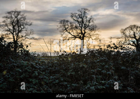 Bäume auf den Horizont Silhoutted gegen die untergehende Sonne mit wilden wilde Brombeere Hecke Büsche. Stockfoto