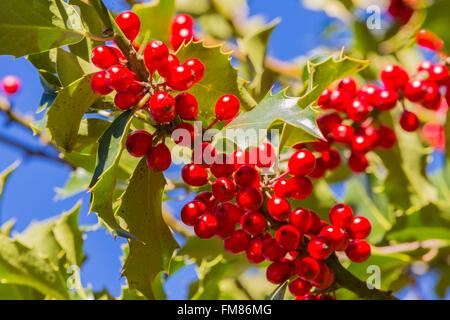 Frankreich, Savoyen, Villoudry, Stechpalme (Ilex Aquifolium) mit Beeren Stockfoto