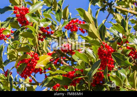 Frankreich, Savoyen, Villoudry, Stechpalme (Ilex Aquifolium) mit Beeren Stockfoto