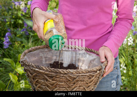 Ein Sommer-Rattan-Blumenampel Pflanzen von Erdbeerpflanzen - eine Schicht Kompost und Dünger Granulat slow-release Stockfoto