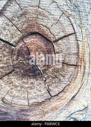 Nahaufnahme von Holz Knoten, verwittert und gebrochen, grobe Körnung. Stockfoto