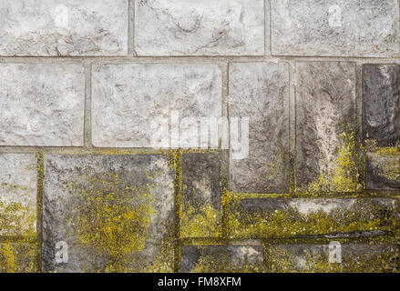 Wachsendes Moos auf Steinplatten, außerhalb eines Hauses. Stockfoto
