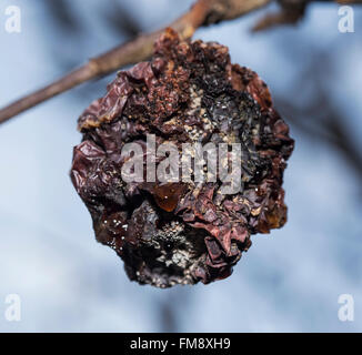 Fauler Apfel, noch an einem Ast befestigt. Stockfoto