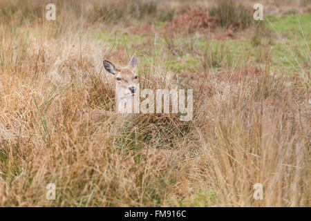 Rote Rotwild (Cervus Elaphus) weiblich (Doe oder Hirschkuh), ruht in hohen Gräsern UK Stockfoto