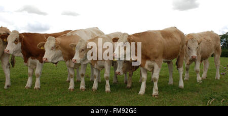 Braune und weiße Kuhherde im grünen Bereich Stockfoto
