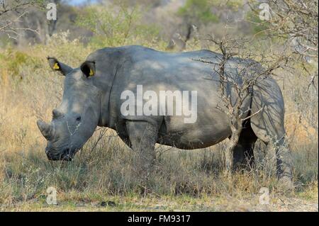 Simbabwe, Matabeleland South Province, matobo oder matopos Hills National Park, ein UNESCO Weltkulturerbe, weiße Nashörner (Rhinocerotidae)), jungen Erwachsenen, der über 7 Jahre Stockfoto