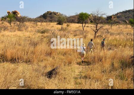 Simbabwe, Matabeleland South Province, matobo oder matopos Hills National Park, ein UNESCO Weltkulturerbe, Walking Safari auf der Suche nach weißen Nashörner (Rhinocerotidae)) Stockfoto