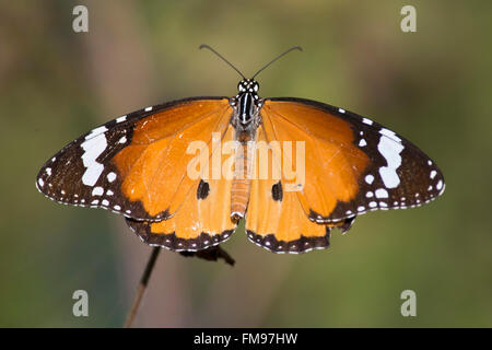 Orange Schmetterling auf einem Blatt in Kanha National Park, Indien. Stockfoto