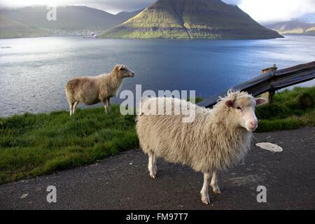 Tierwelt in der Färöer im Nordatlantik islnads Stockfoto