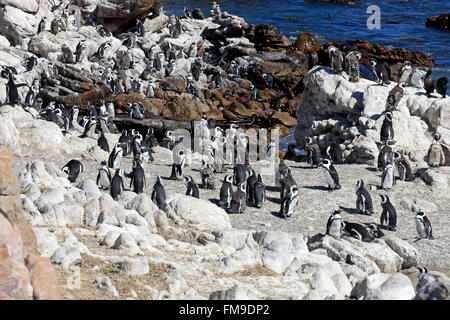 Jackass Penguin, Kolonie, Bettys Bay, Western Cape, Südafrika, Afrika / (Spheniscus Demersus) Stockfoto