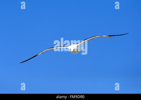 Kelp Gull, Bettys Bay, Western Cape, Südafrika, Afrika / (Larus Dominicanus) Stockfoto