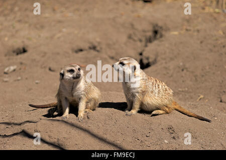 Suricate, paar-Alarm, kleine Karoo, Western Cape, Südafrika, Afrika / (Suricata Suricatta) Stockfoto