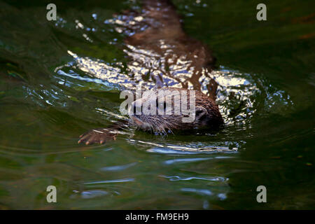 Spotted Necked Otter, Eastern Cape, Südafrika, Afrika / (Lutra Maculicollis) Stockfoto