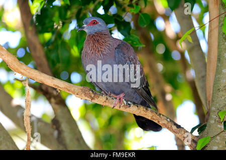 Felsen-Taube, gesprenkelte Taube, Simonstown, Western Cape, Südafrika, Afrika / (Columba Guinea) Stockfoto