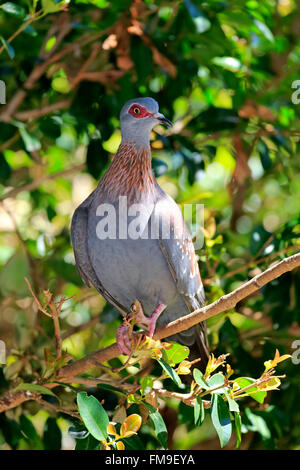 Felsen-Taube, gesprenkelte Taube, Simonstown, Western Cape, Südafrika, Afrika / (Columba Guinea) Stockfoto