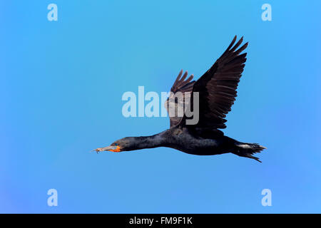 Kormoran Cape, Cape shag, Bettys Bay, Western Cape, Südafrika, Afrika / (Phalacrocorax Capensis) Stockfoto