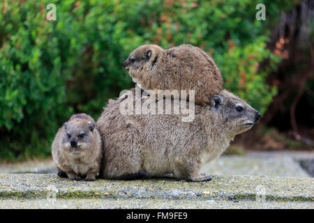 Rock-Klippschliefer, Weibchen mit jungen, Sozialverhalten, Betty's Bay, Western Cape, Südafrika, Afrika / (Procavia Capensis) Stockfoto