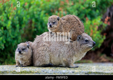 Rock-Klippschliefer, Weibchen mit jungen, Sozialverhalten, Betty's Bay, Western Cape, Südafrika, Afrika / (Procavia Capensis) Stockfoto