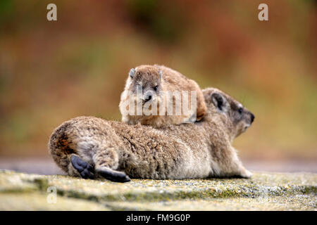 Rock-Klippschliefer, Weibchen mit jungen, soziales Verhalten, Betty's Bay, Western Cape, Südafrika, Afrika / (Procavia Capensis) Stockfoto