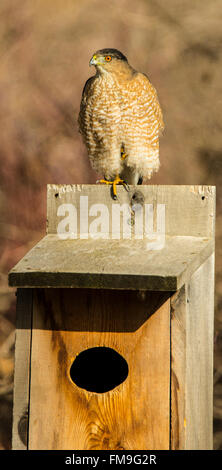 Tierwelt, Reifen männlichen Cooper Hawk gehockt auf einem Holz-Duclk-Nistkasten in der Natur. USA Stockfoto