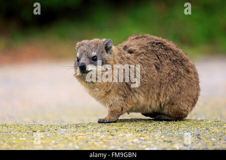 Rock-Klippschliefer, jung, Bettys Bay, Western Cape, Südafrika, Afrika / (Procavia Capensis) Stockfoto