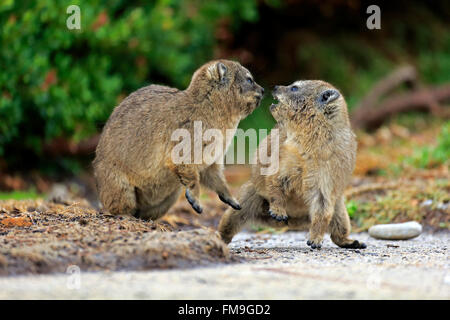 Rock Klippschliefer, zwei Jungen kämpfen, Bettys Bay, Western Cape, Südafrika, Afrika / (Procavia Capensis) Stockfoto